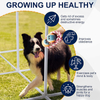 Dog Tunnel Agility Dog Training Equipment Outdoor