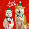  Christmas Apparel Pet Scarf Hat Gift Set